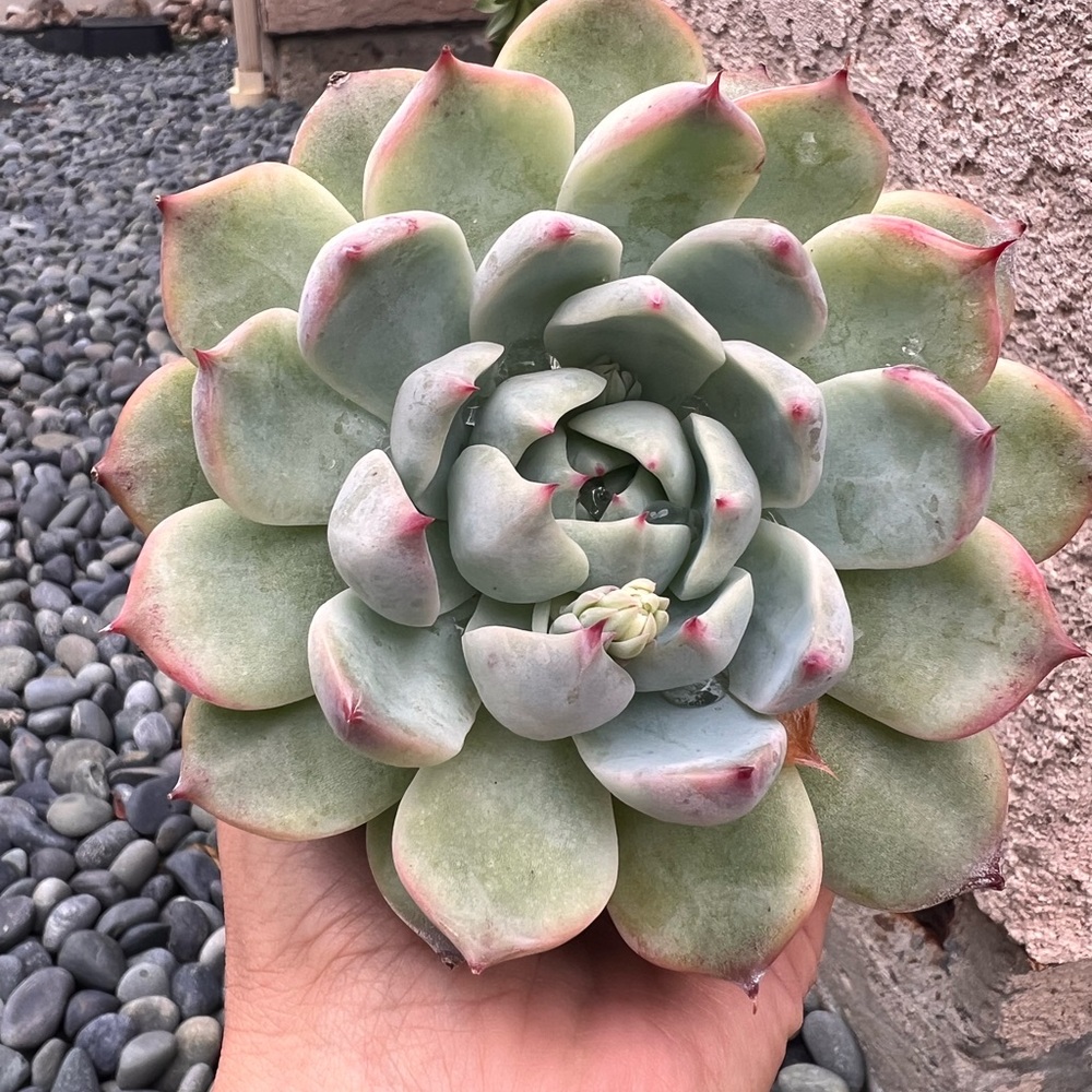 Tippy succulent
